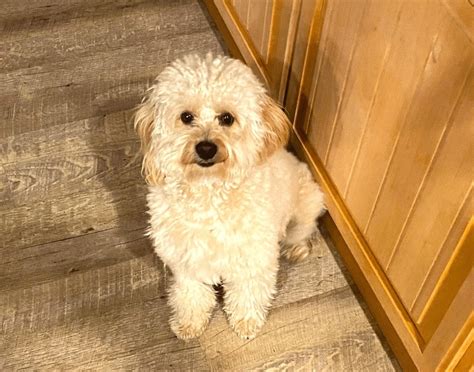 doodleaid|goldendoodle rescue dogs for adoption.